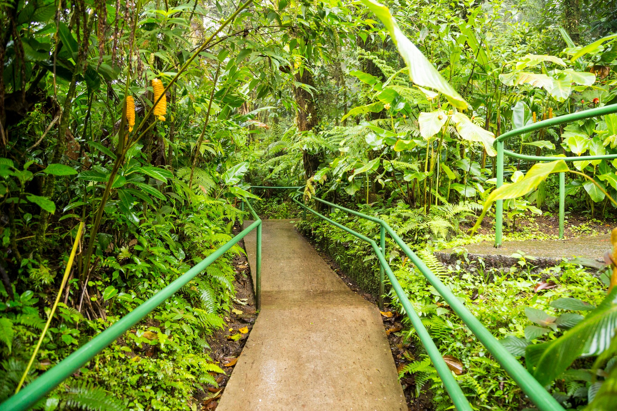 Sendero amazonia Leticia Colombia