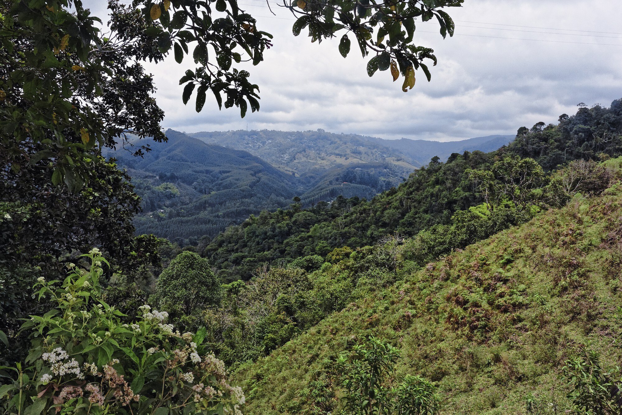 Pacifico colombiano bosque
